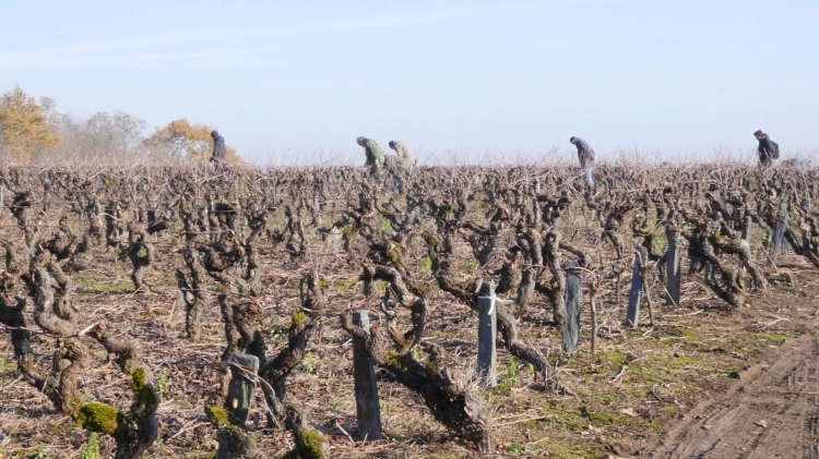 vlipp - Le trésor des vignes